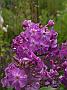 Phlox Kesselring_1